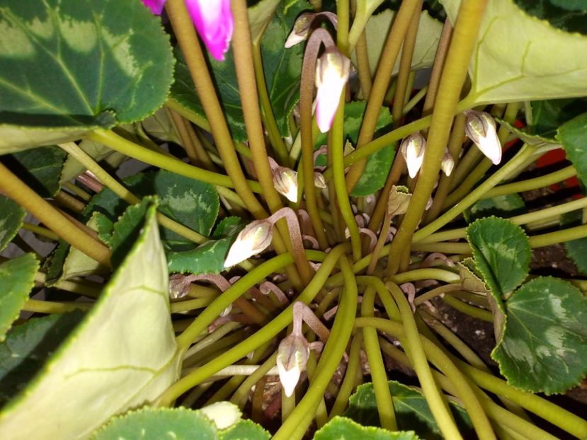 Boboci de flori - Plantele mele