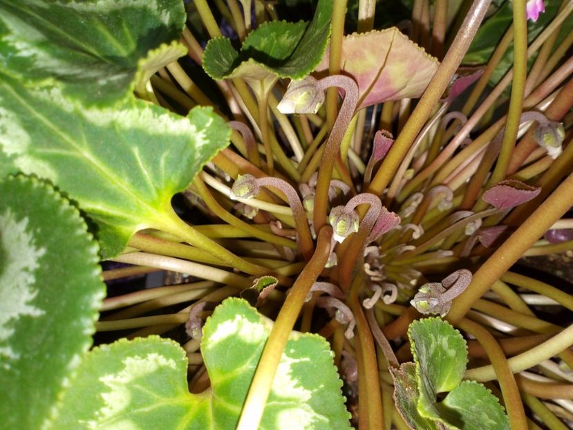 Boboci de  flori - Plantele mele