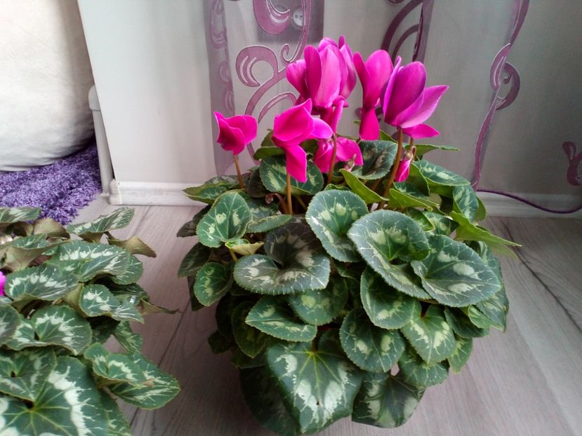  - Plantele mele