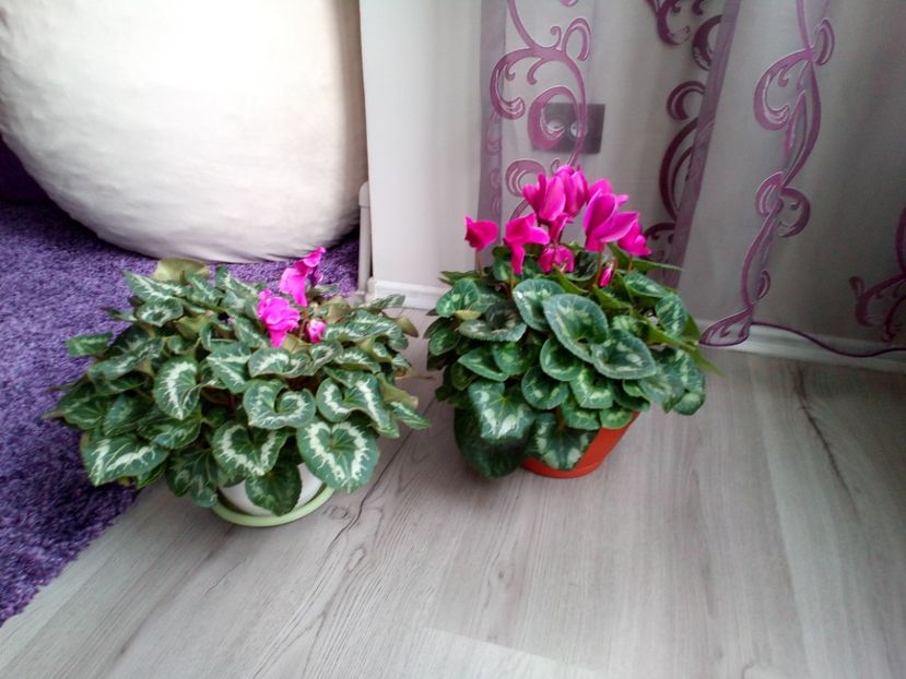  - Plantele mele