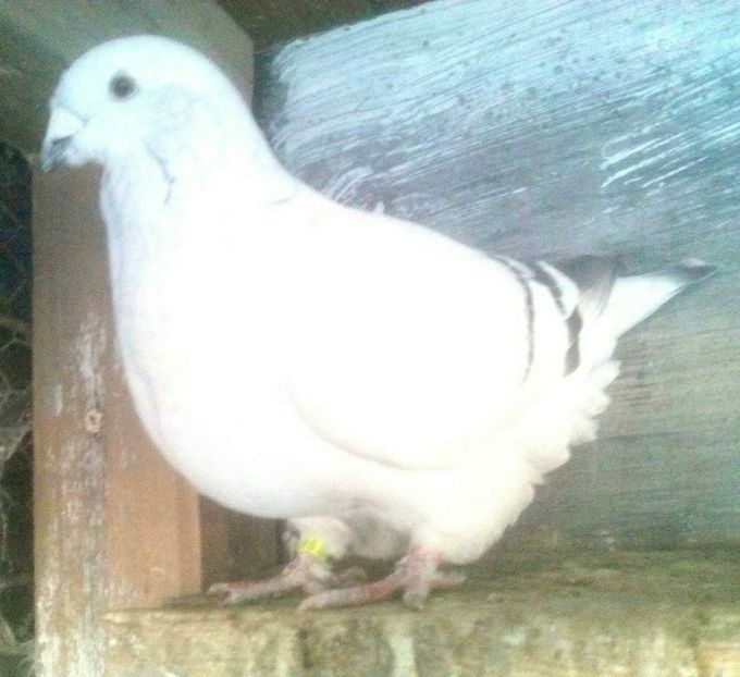  - - A - CRESCATOR POLIVALENT