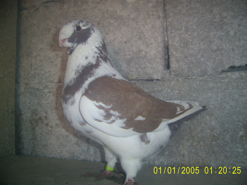 M - 2017 - masculi matca - 2019