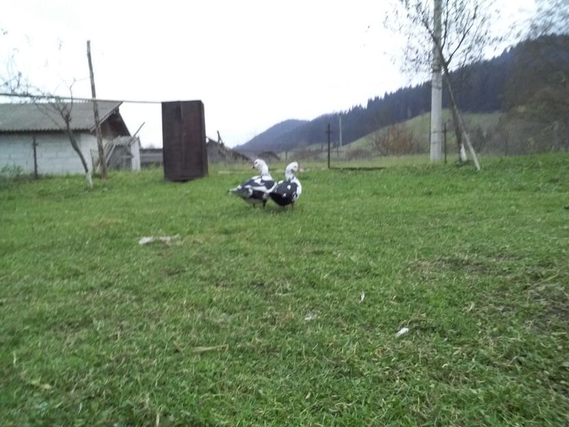  - 02 - Matca pentru 2019