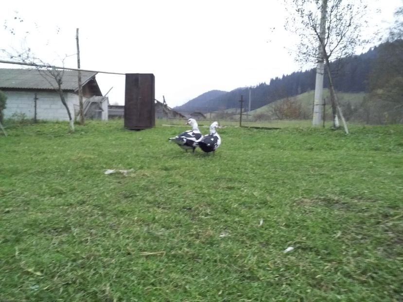  - 02 - Matca pentru 2019