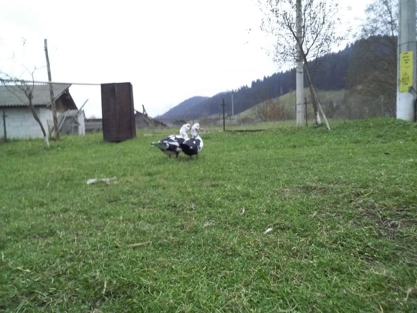  - 02 - Matca pentru 2019