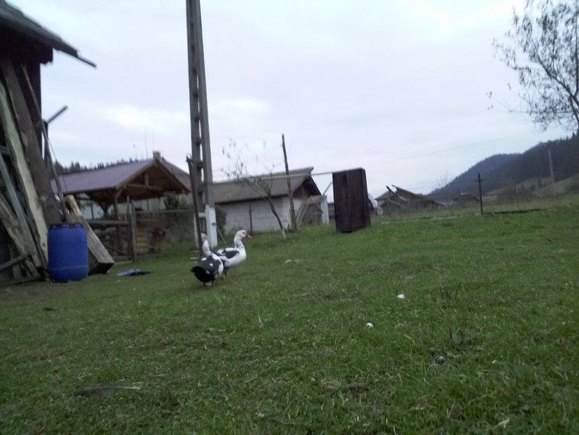  - 02 - Matca pentru 2019