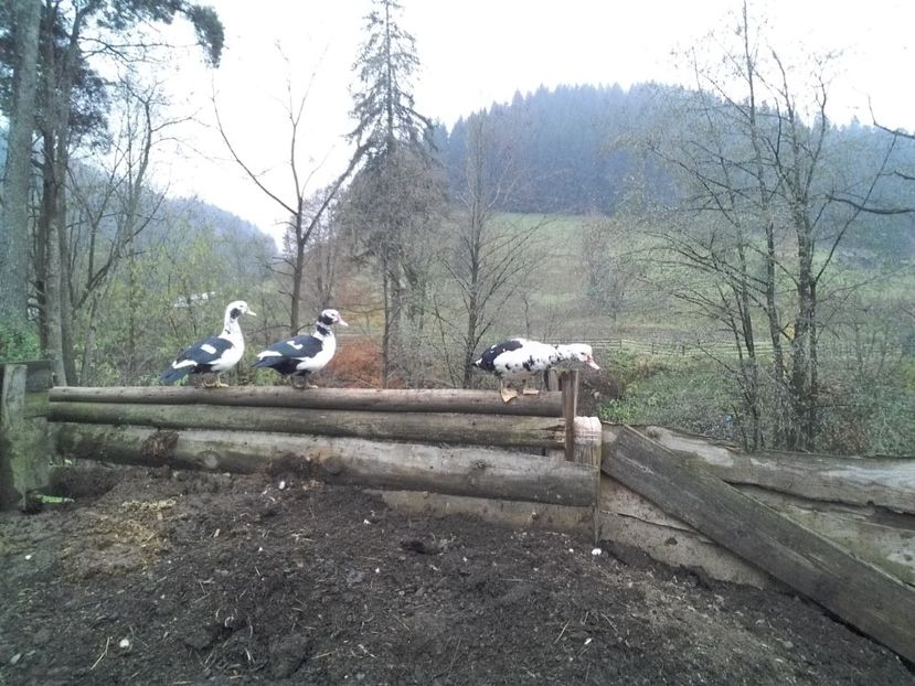  - 02 - Matca pentru 2019