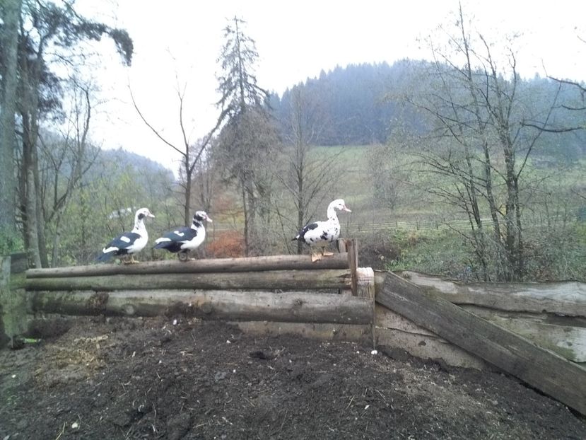  - 02 - Matca pentru 2019