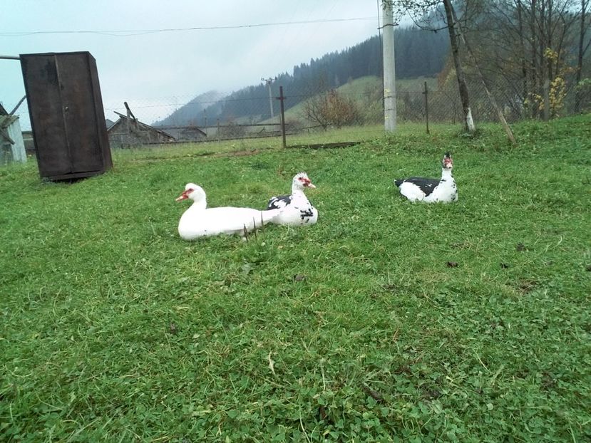  - 02 - Matca pentru 2019