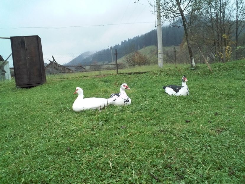  - 02 - Matca pentru 2019