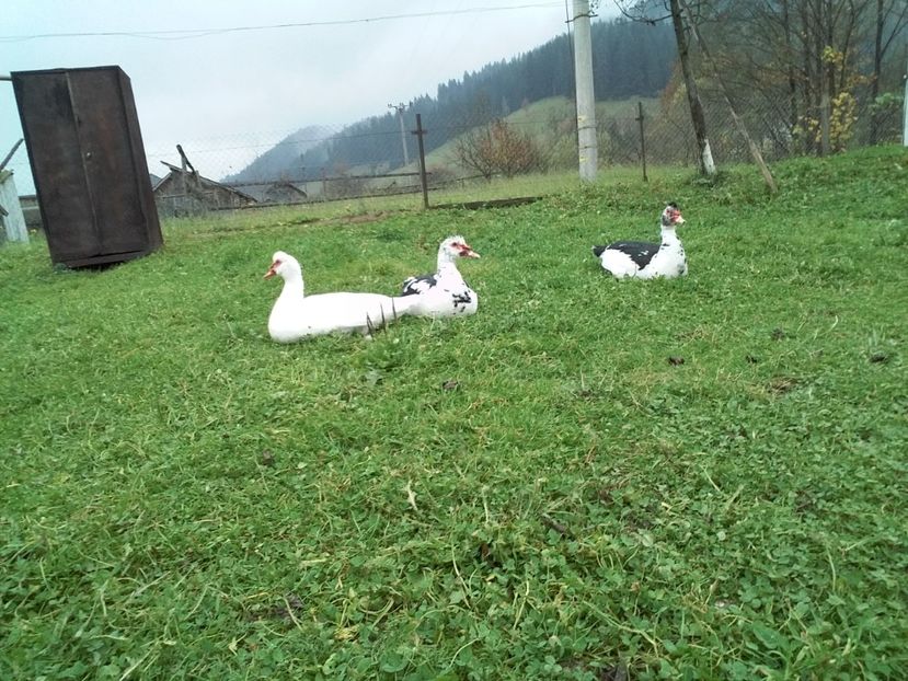  - 02 - Matca pentru 2019