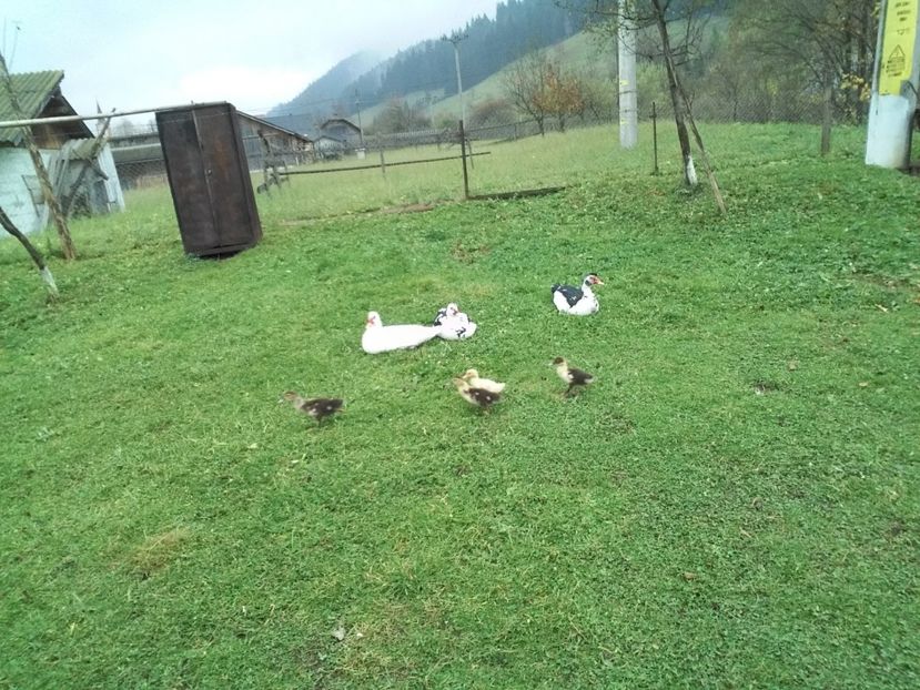  - 02 - Matca pentru 2019