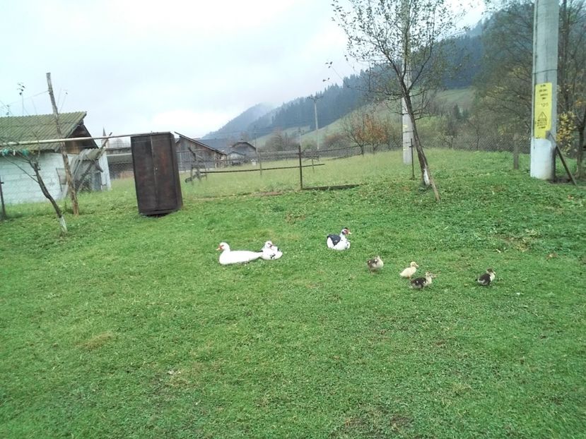  - 02 - Matca pentru 2019