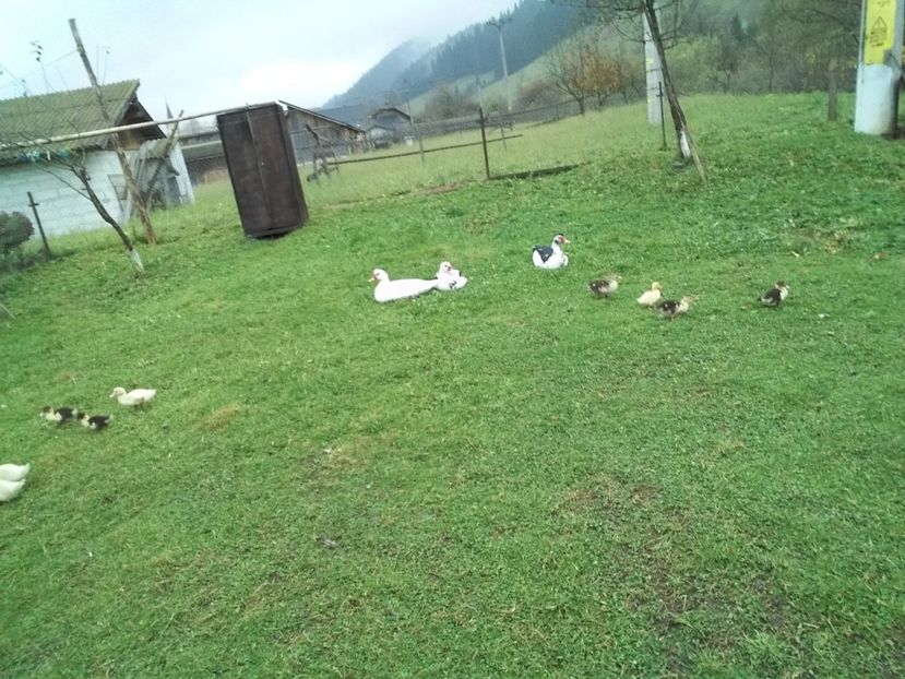  - 02 - Matca pentru 2019