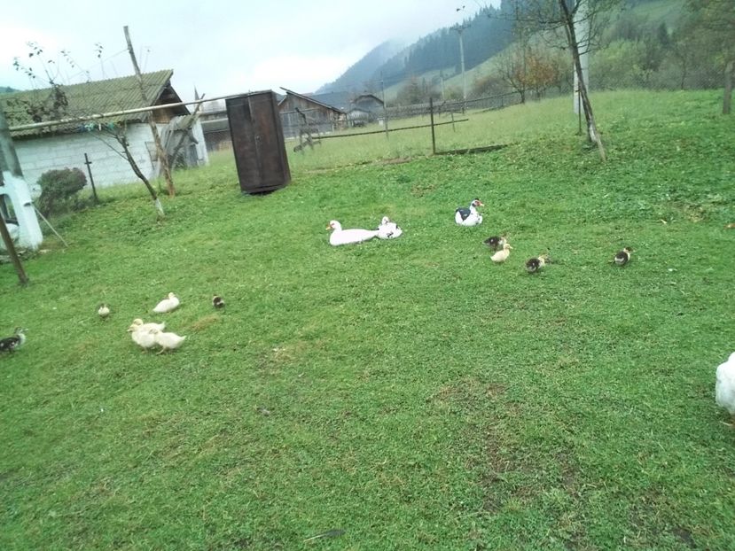  - 02 - Matca pentru 2019