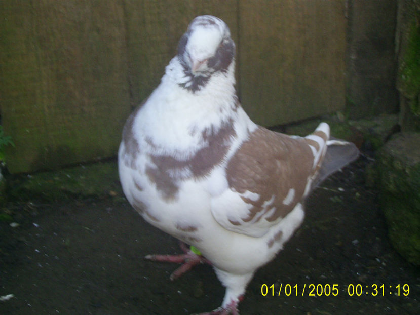  - masculi matca - 2019