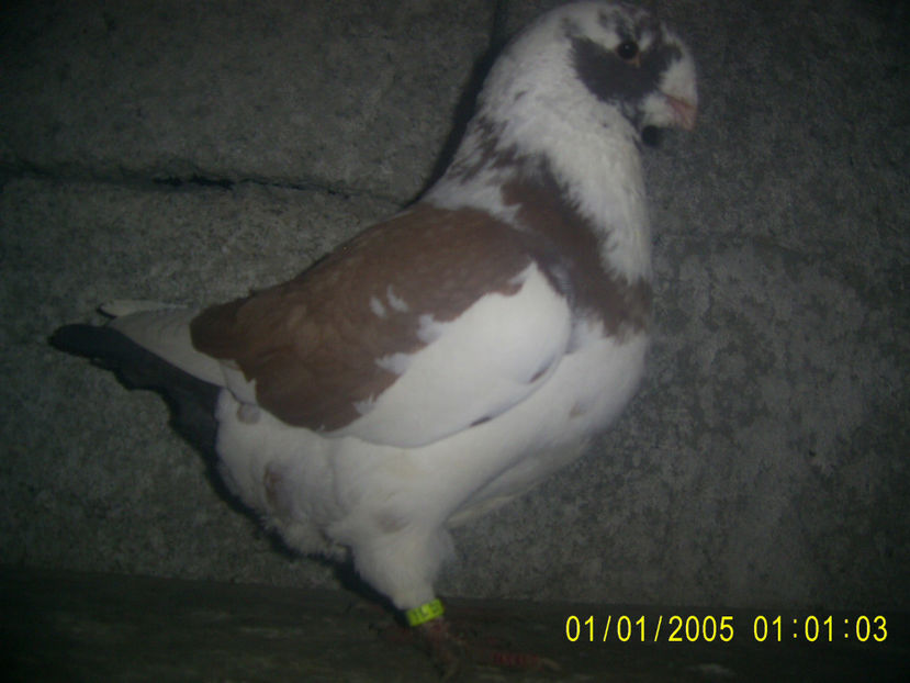  - masculi matca - 2019