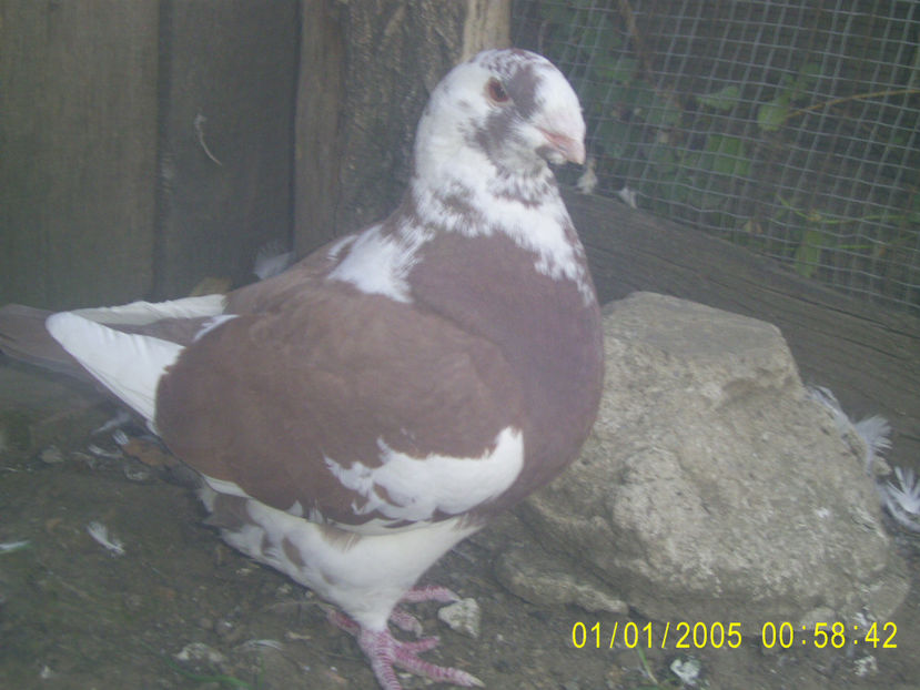 F - 2016 - femele matca - 2019