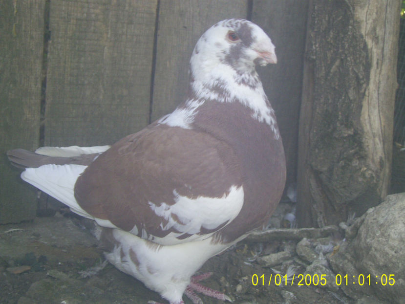  - femele matca - 2019