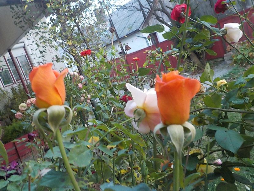  - Flori in octombrie 2018