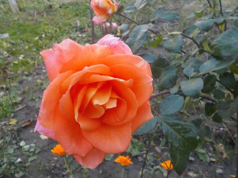  - Flori in octombrie 2018