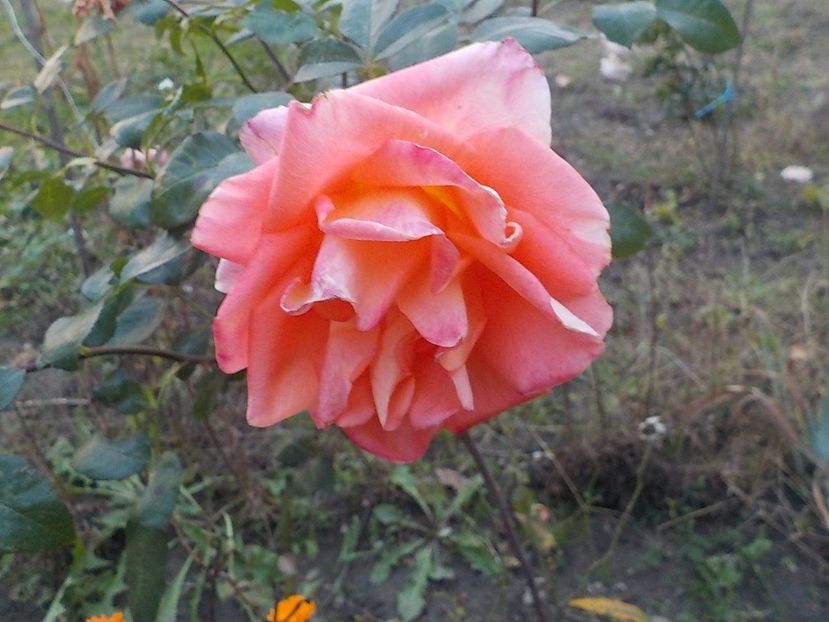  - Flori in octombrie 2018