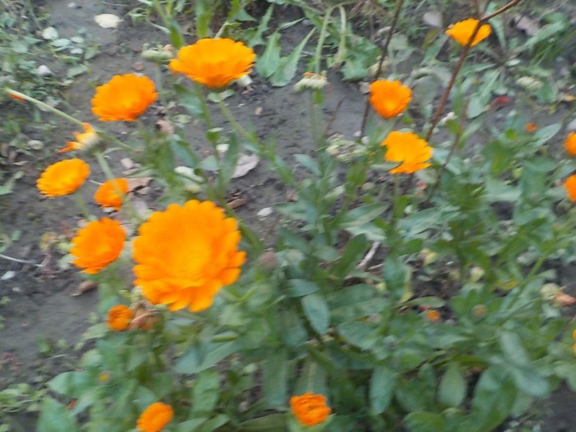  - Flori in octombrie 2018