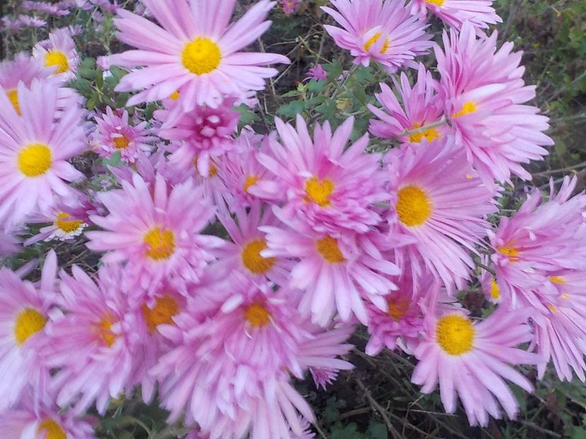  - Flori in octombrie 2018