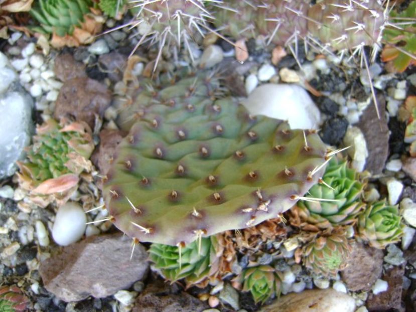 Opuntia fragilis - Toamna 2018-2019