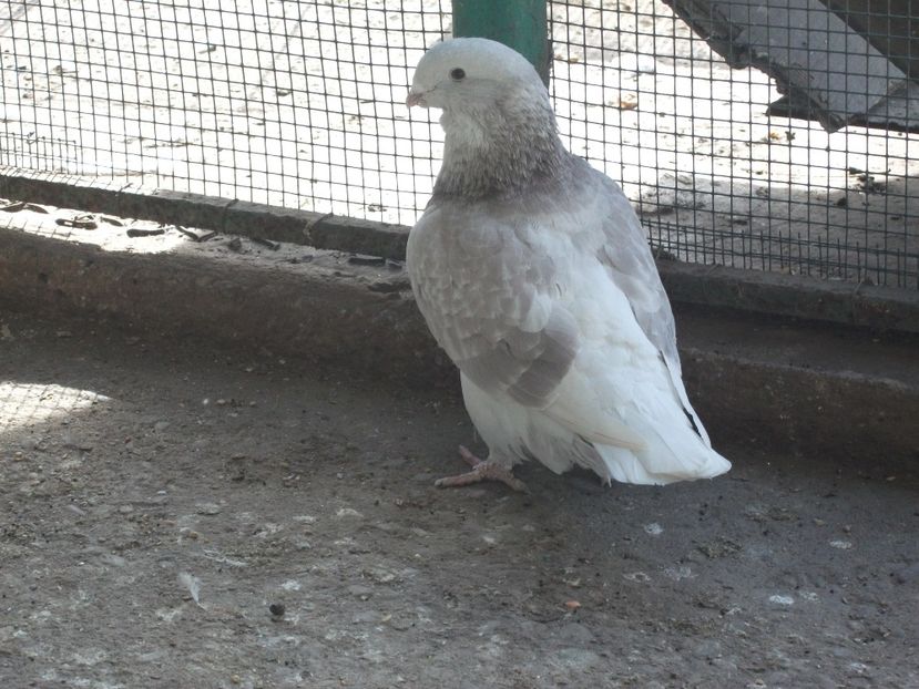 3 luni - porumbei 2018