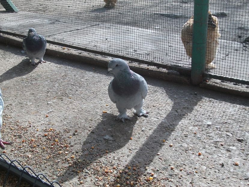 4 luni - porumbei 2018