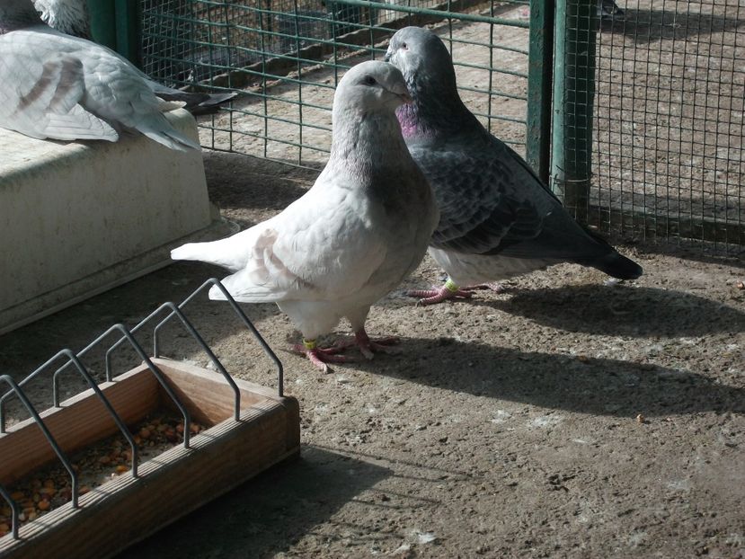 fata - porumbei 2018