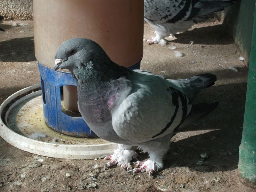 fata - porumbei 2018