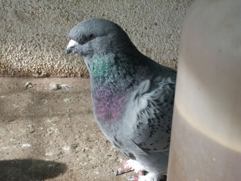 fata 4 luni - porumbei 2018