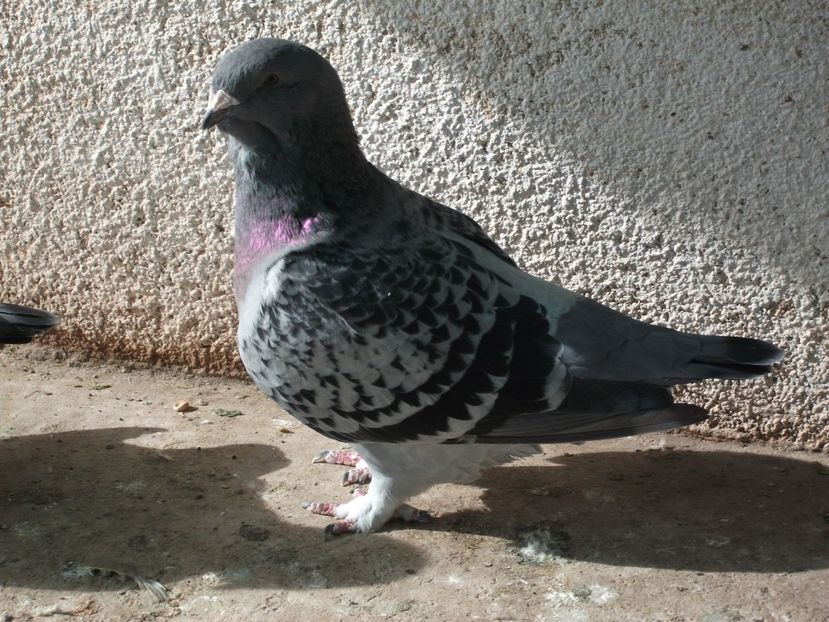 fata - porumbei 2018