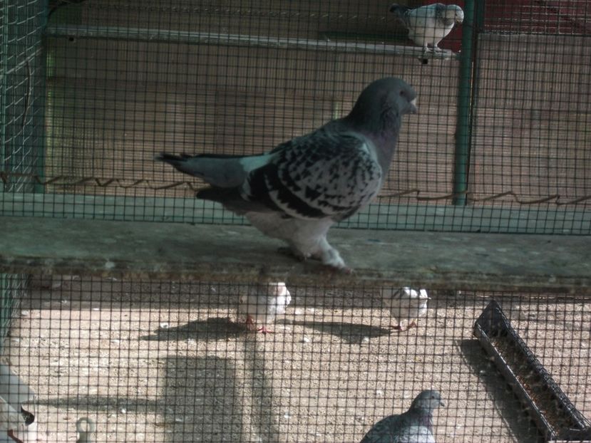 fata - porumbei 2018