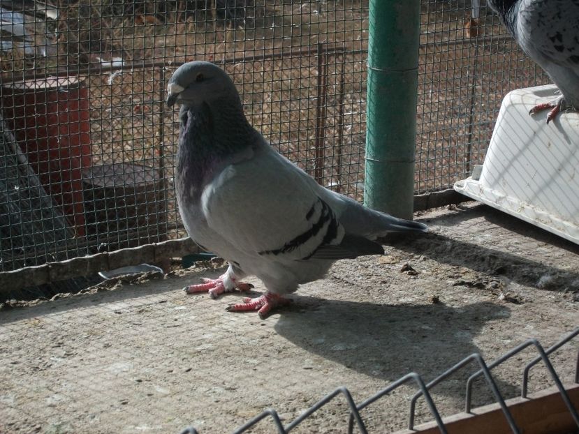 fata - porumbei 2018