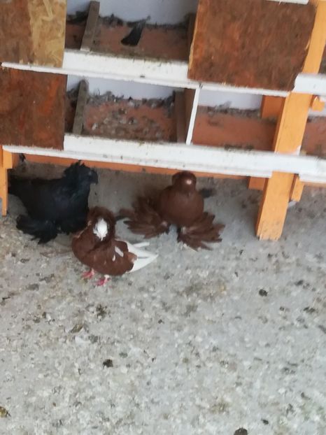  - Păsări de ornament