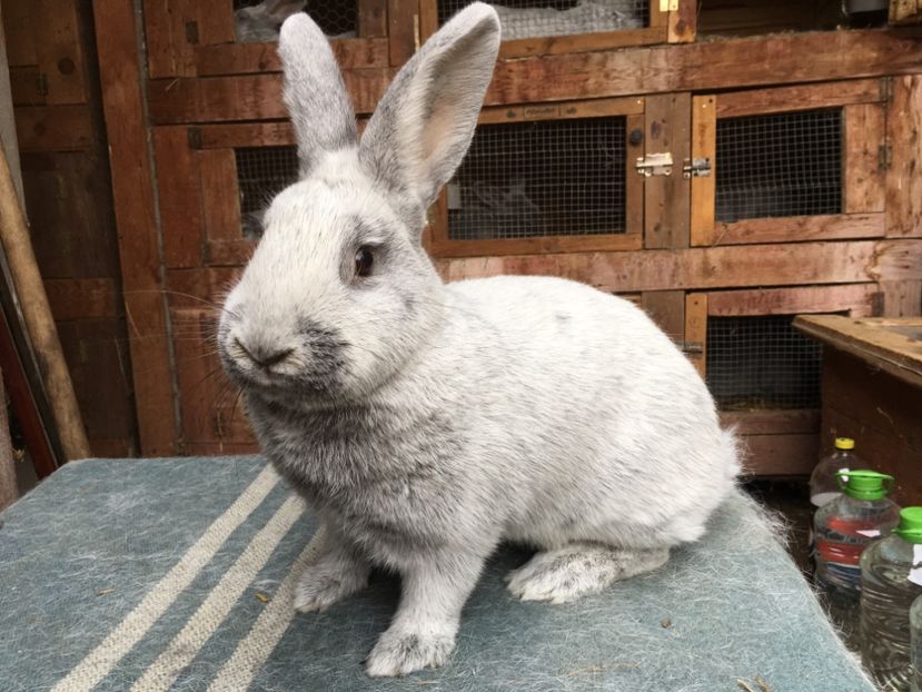 F 0-1 RO 12 2845 95,5 p Bistrita 2018 - XX Iepuri cu expo ce i-am avut