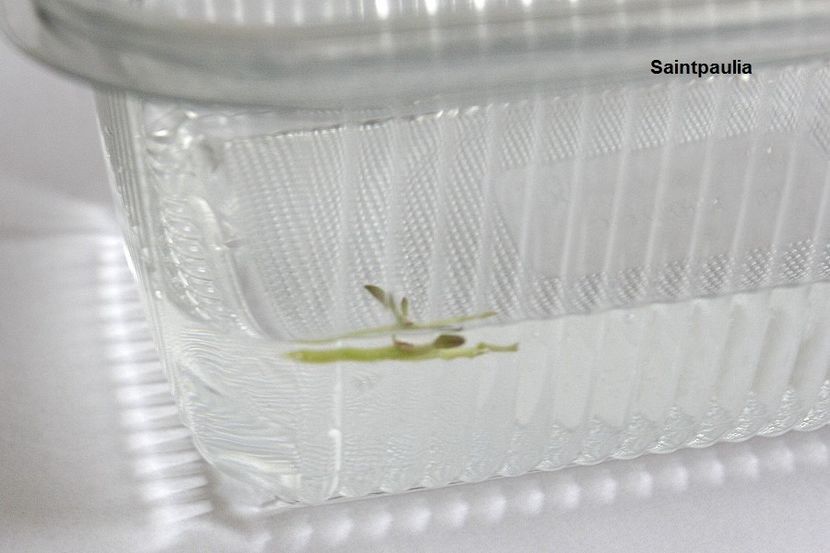 27.10.10 - 2 Inradacinare tija florala