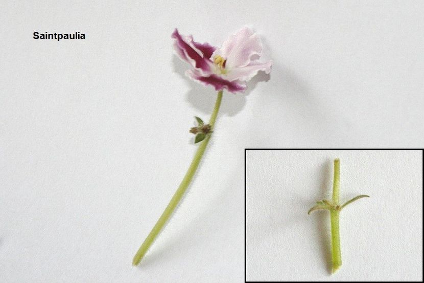 27.10.10 - 2 Inradacinare tija florala