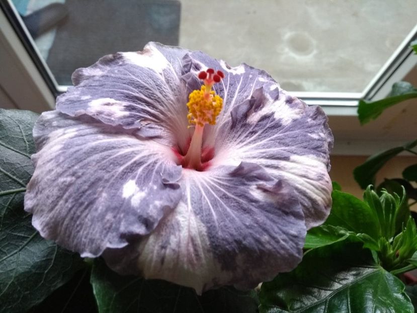  - Snow on the Mountain