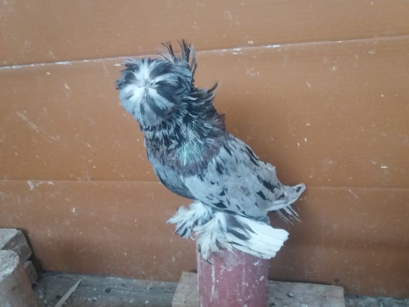  - TOBOSARI DE BUHARA