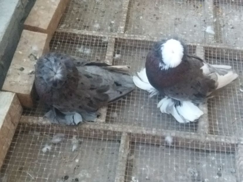  - TOBOSARI DE BUHARA