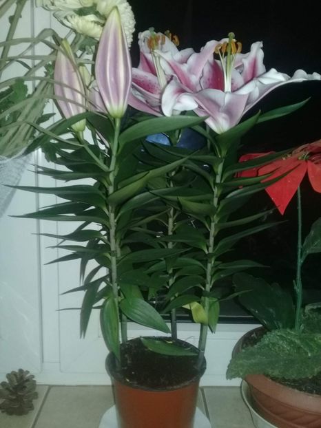 received_362319680978477 - plante si pomi