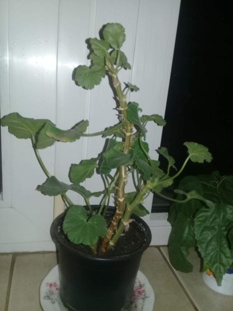 received_511563752693399 - plante si pomi