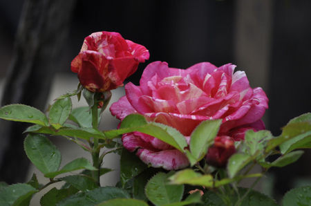 Brocelliande 25_Hybrid Tea._100tall 60 wide - De la Maria