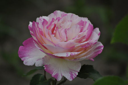 Marc Chagall 25_delbard_Floribunda, painter’s rose_80tall 60wide - De la Maria