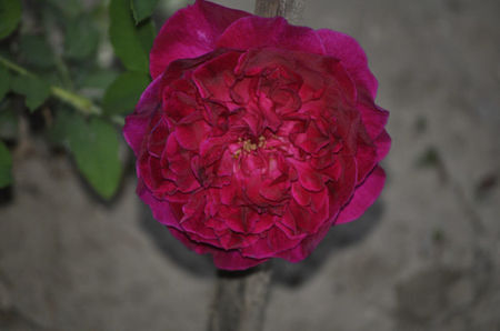Munstead wood 20_David Austin_English Shrub Rose_90cm tall - De la Maria