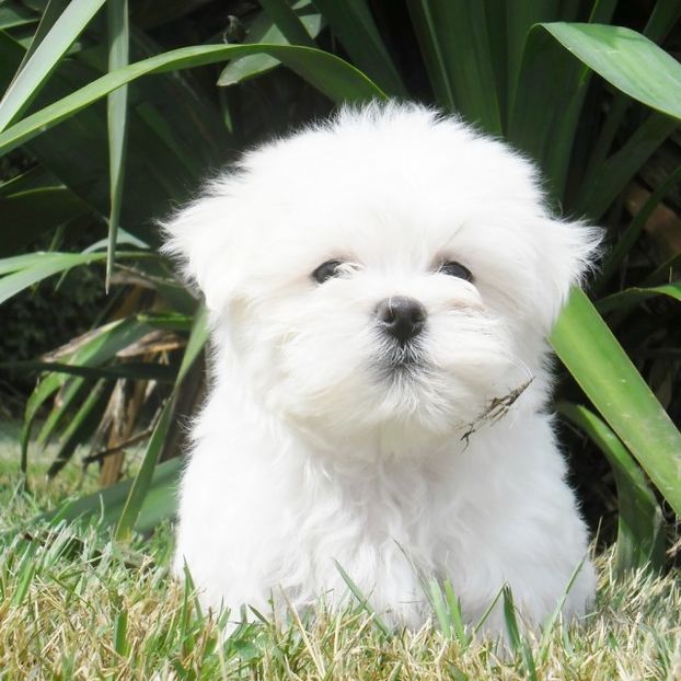 Bichon-maltais-4 - De vanzare Bishon Maltez 0762111365